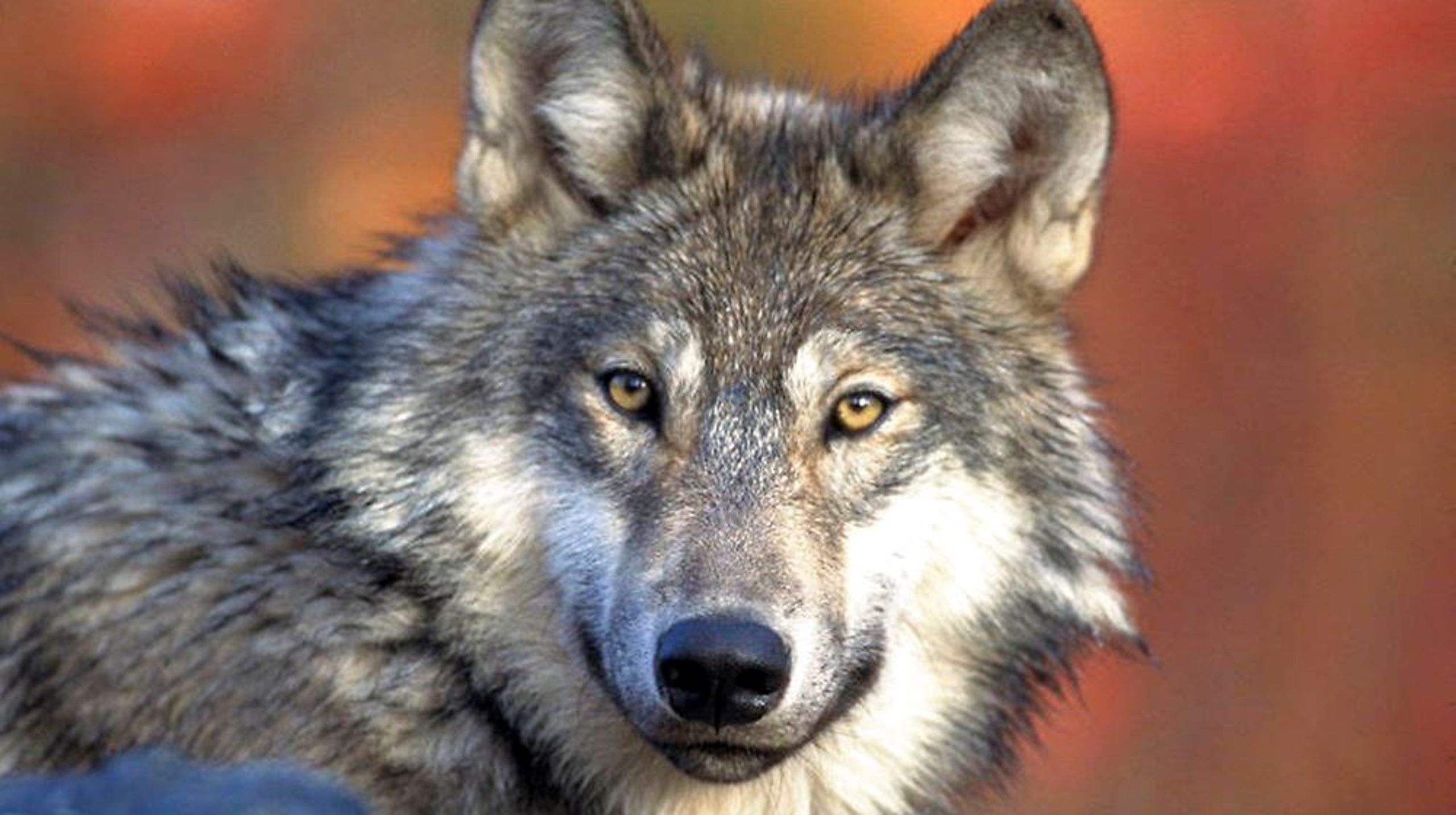 "Der er ulve i mosen", plejede talemåden at være, indtil ulven blev udryddet i Danmark, og uglen tog dens plads. I dag er ulven tilbage, og både Venstre og Europa-Kommissionen mener, at jagt bør være tilladt.&nbsp;<br><br>