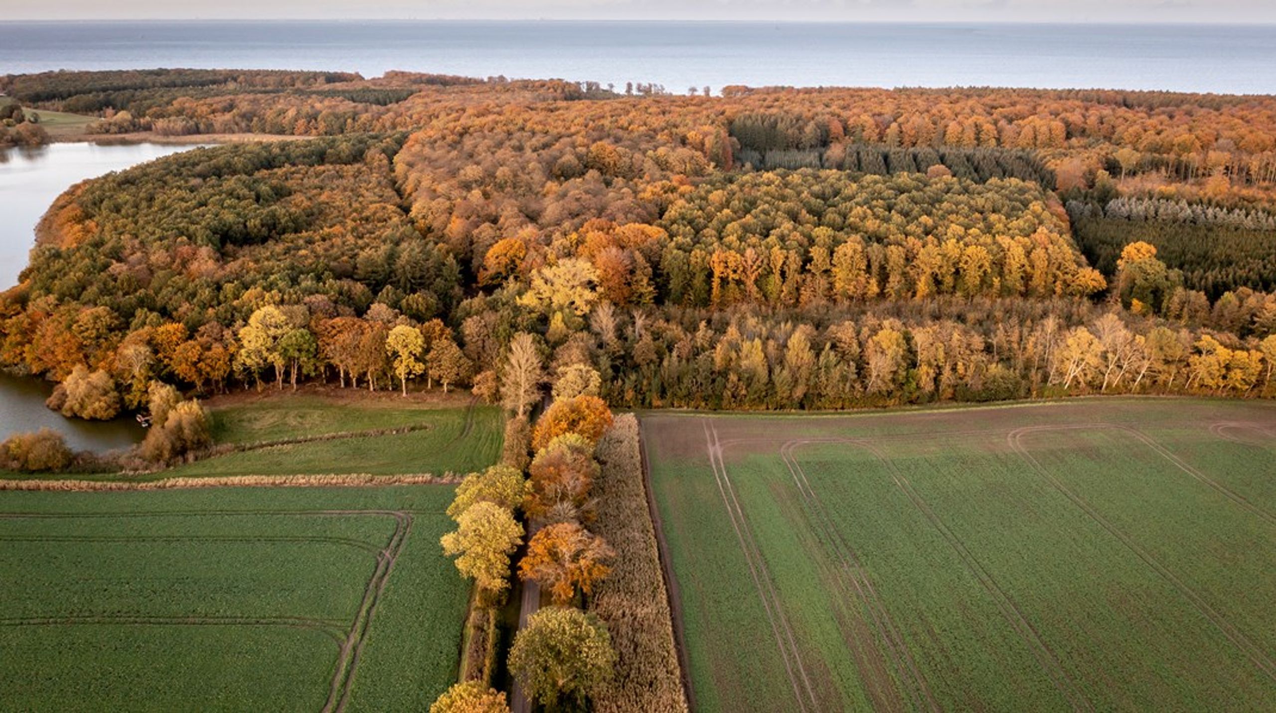 Vi foreslår, at man indfører en CO2-rabat til landbruget, hvis man kombinerer skovrejsning med grundvandsbeskyttelse,&nbsp;skriver&nbsp;Carl-Emil Larsen.