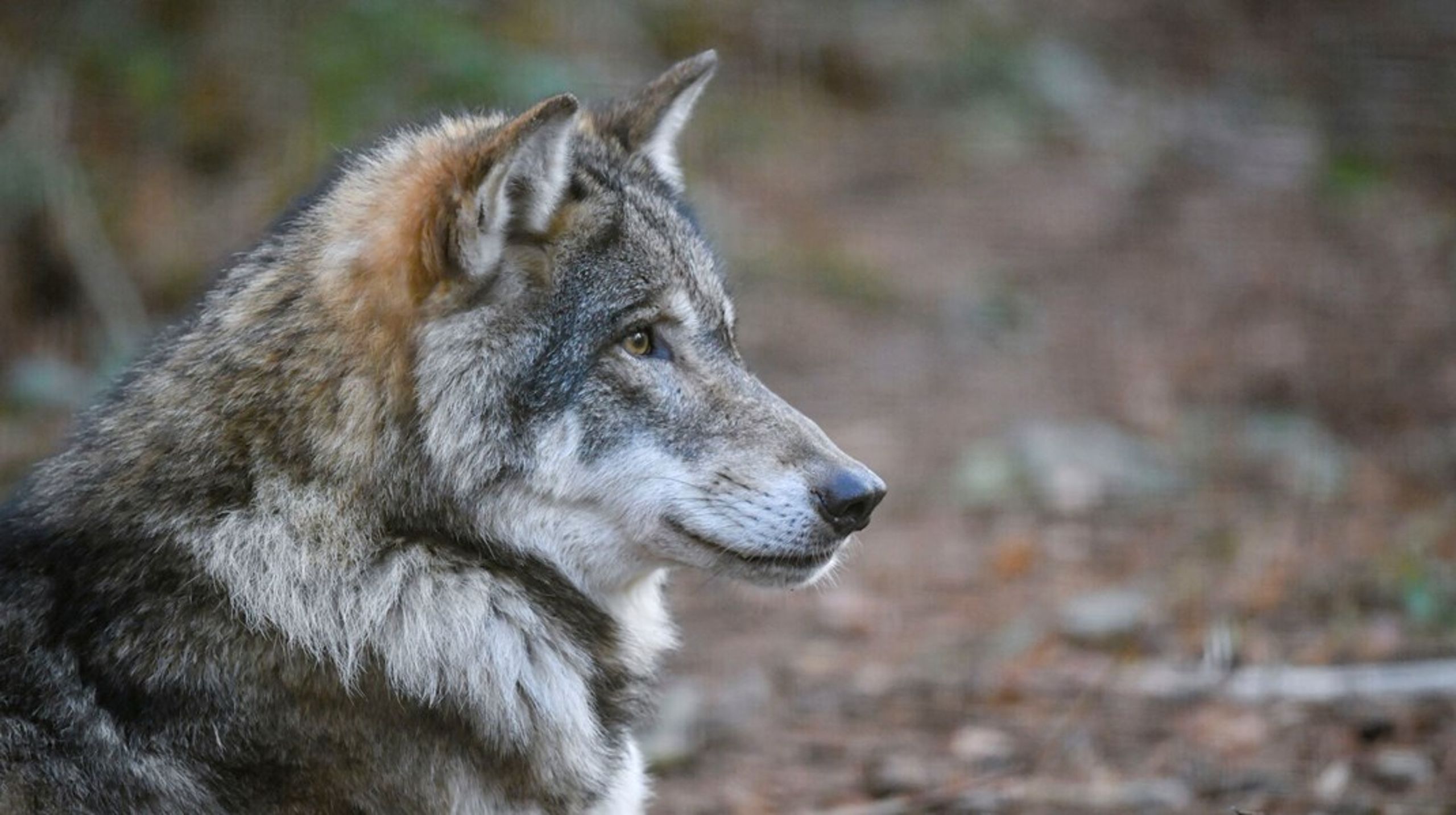 Regeringen bakker nu op om EU-forslag, der vil nedjustere ulvens beskyttelsesstatus. Det betyder, at flere kan få lov til at jage ulve.