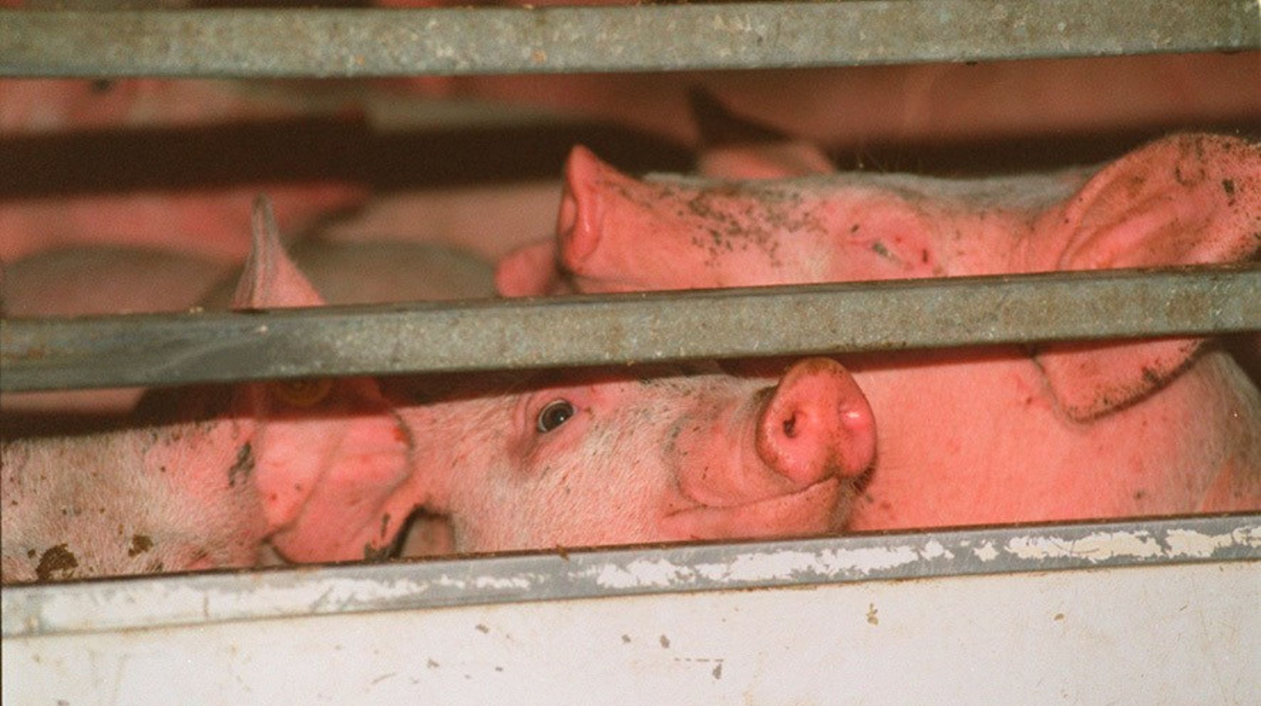 Det er tudetosset ikke at lytte til den europæiske forskning på området og forbedre grisenes vilkår og velfærd bare en smule under den alt for lange transport i EU, skriver Marianne Vind, medlem af Europa-Parlamentet for Socialdemokratiet.