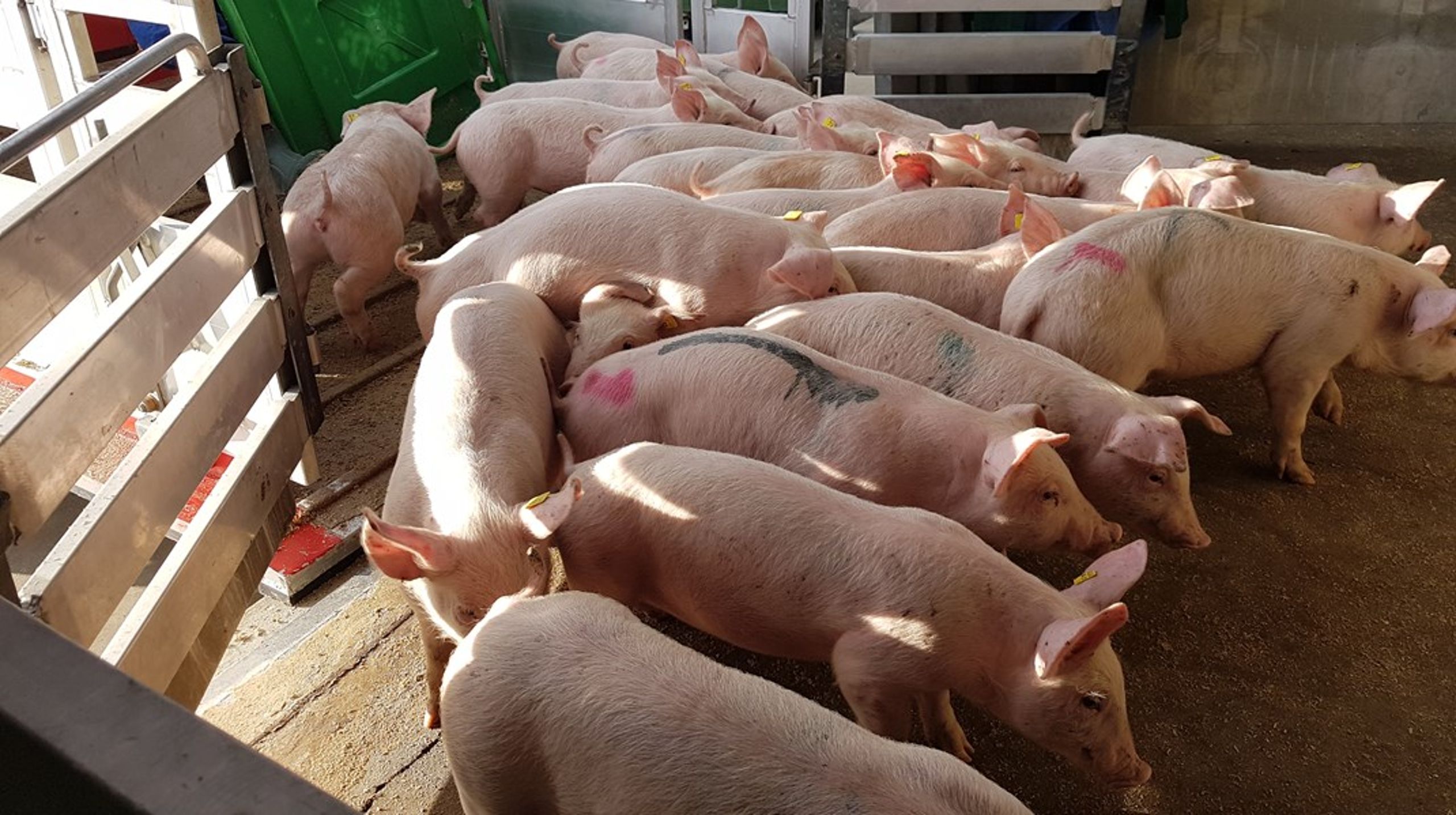 Hvis man ønsker at vedblive med at transportere svin over lange afstande, så er der derfor brug for mere viden om, hvorvidt en pause overhovedet er gavnlig for dyrene, når alle faktorer regnes med, skriver to forskere fra Aarhus Universitet.
