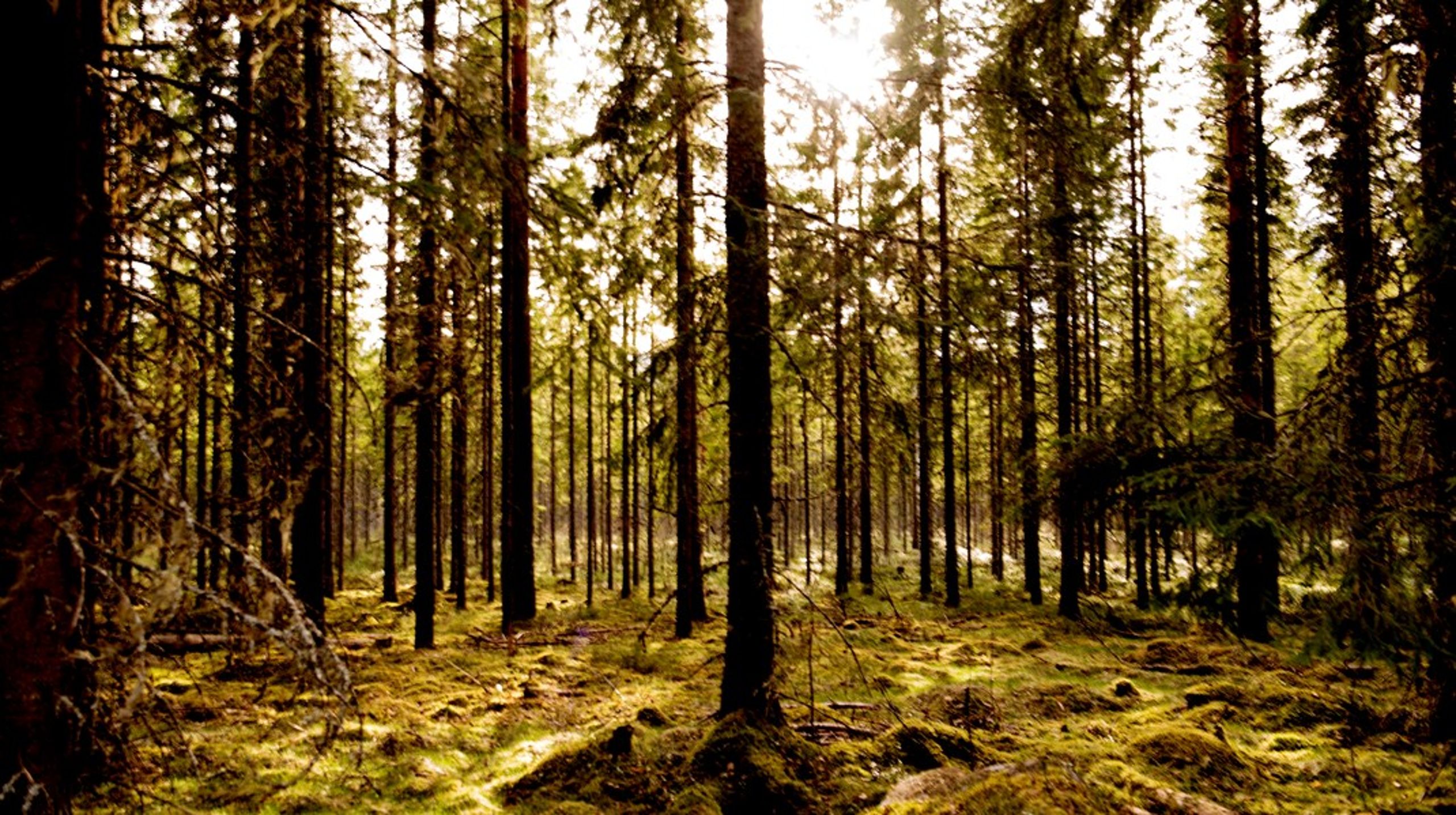 I Sverige bruger regeringen de mange skove som forklaring på modstanden mod EU's naturgenopretningslov. Reguleringen af skovene skal ikke overlades til EU, lyder argumentet.