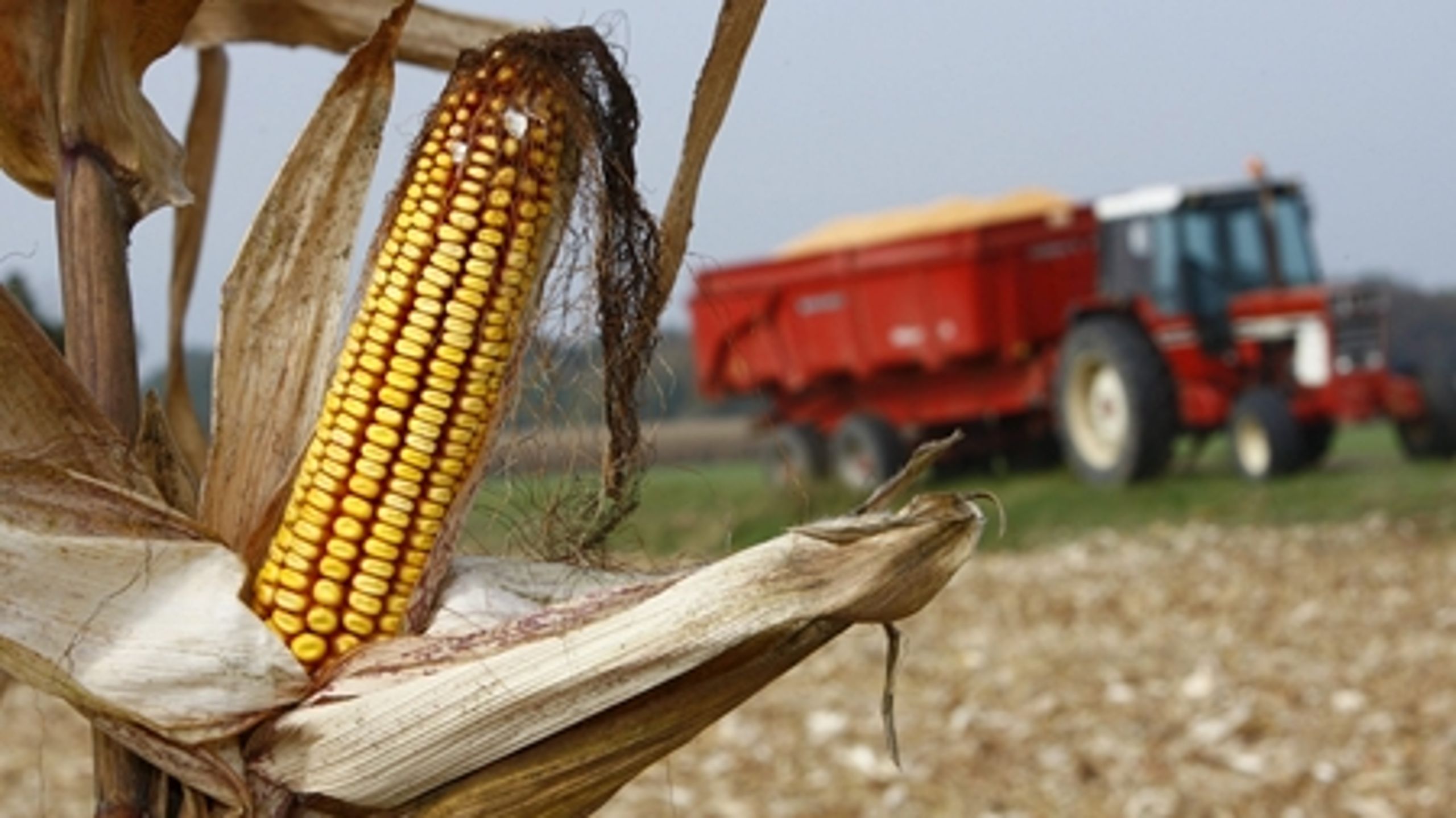 Der er uenighed i EU-Kommissionen om godkendelsen af nye gensplejsede majs-typer.
