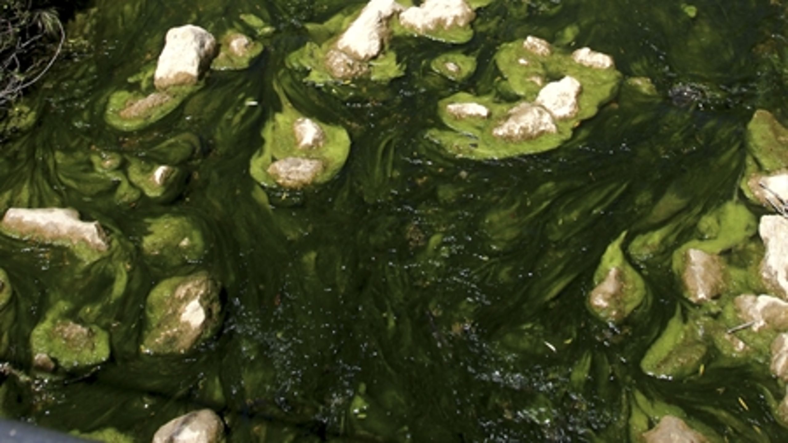 Biobr&#230;ndstoffer fra alger er et realistisk fremtidsscenarie. Men det kr&#230;ver for meget energi at filtrere   mikroalger fra vand, siger ekspert.