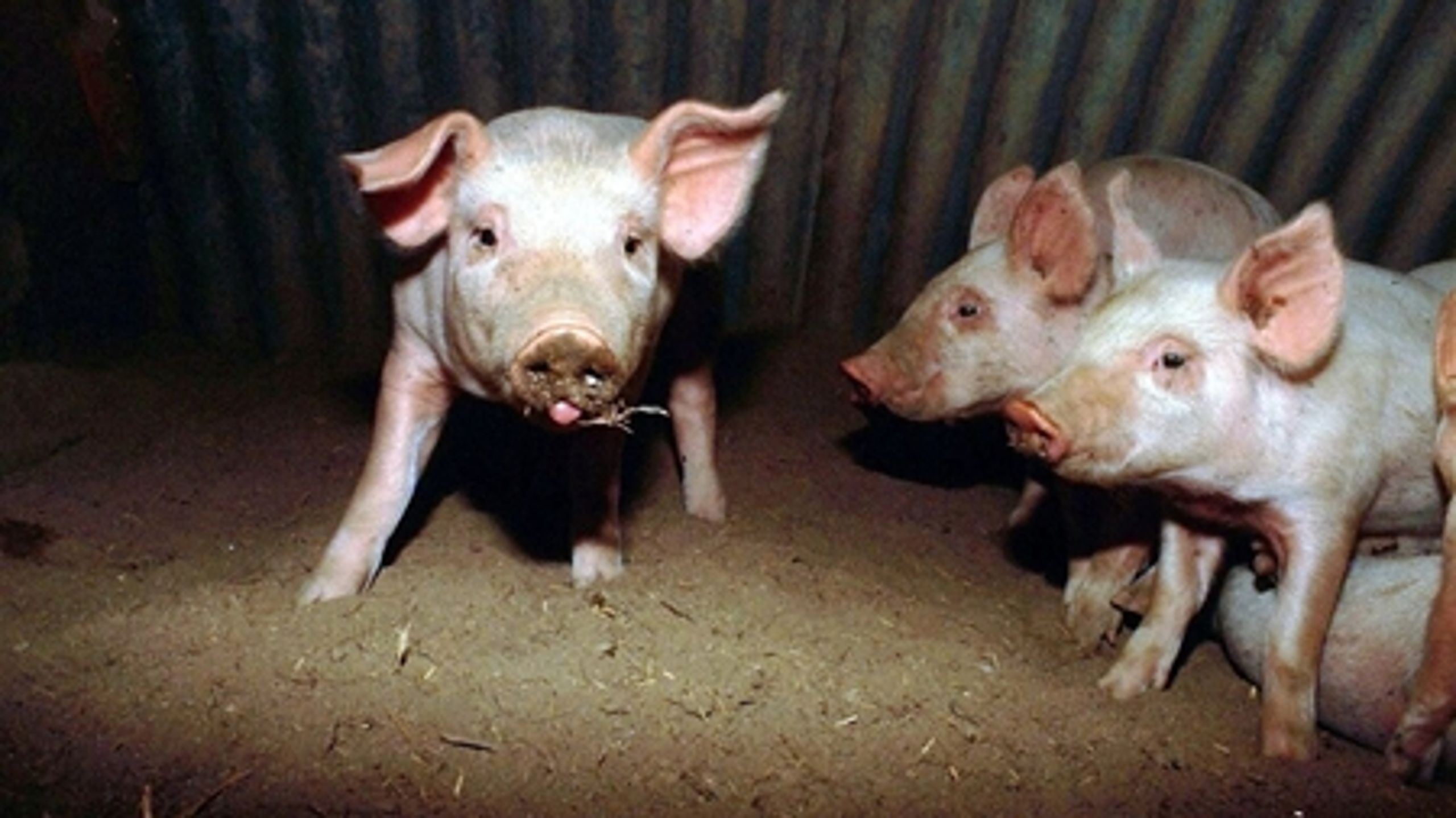Den Danske Dyrl&#230;geforening advarer nu mod at forbyde kastration af sm&#229;grise uden bed&#248;velse.