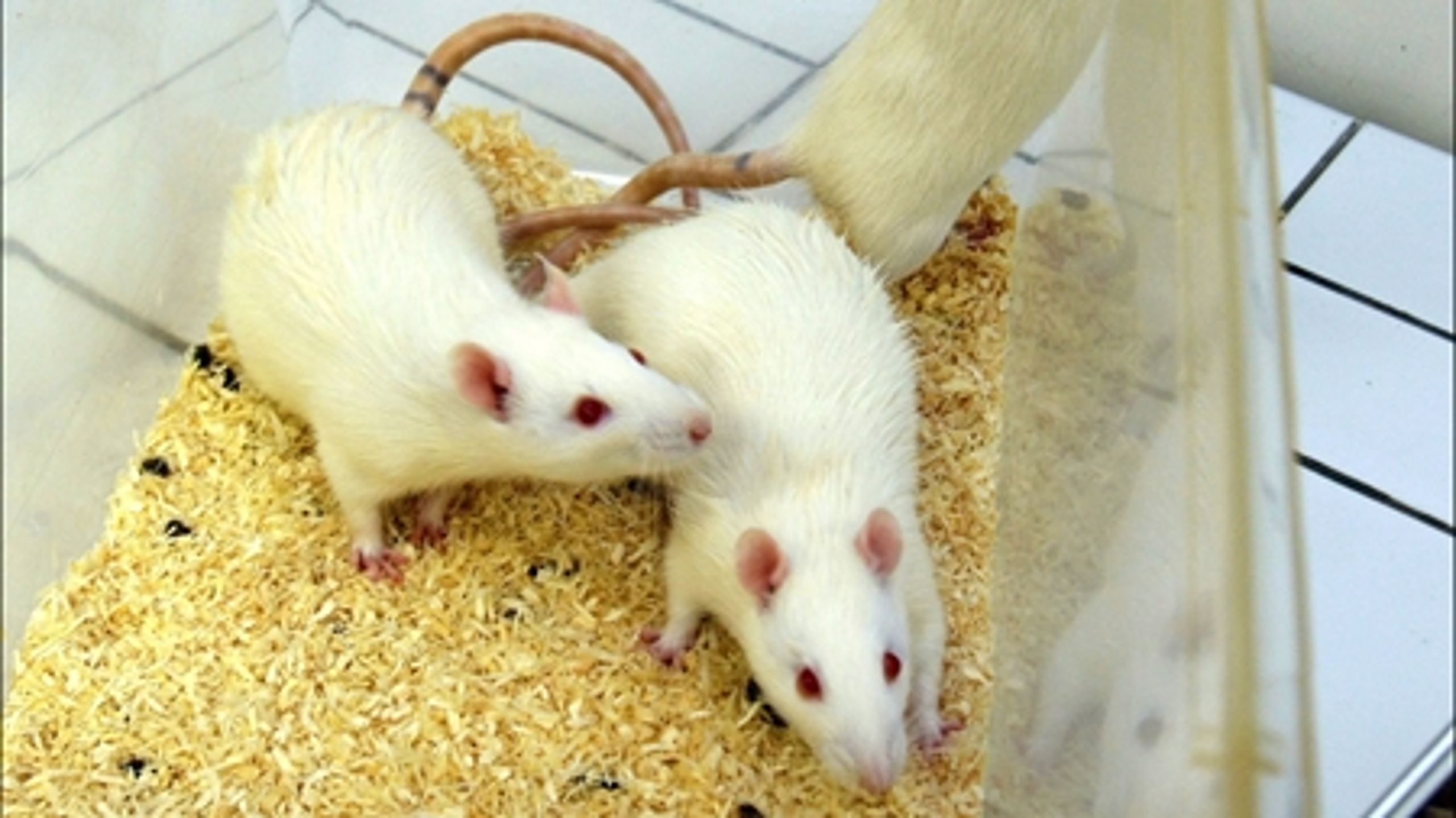 Fors&#248;g med rotter p&#229; KU's Nano Science Center har vist, at fodring med nano-partikler kan skade rotternes dna.