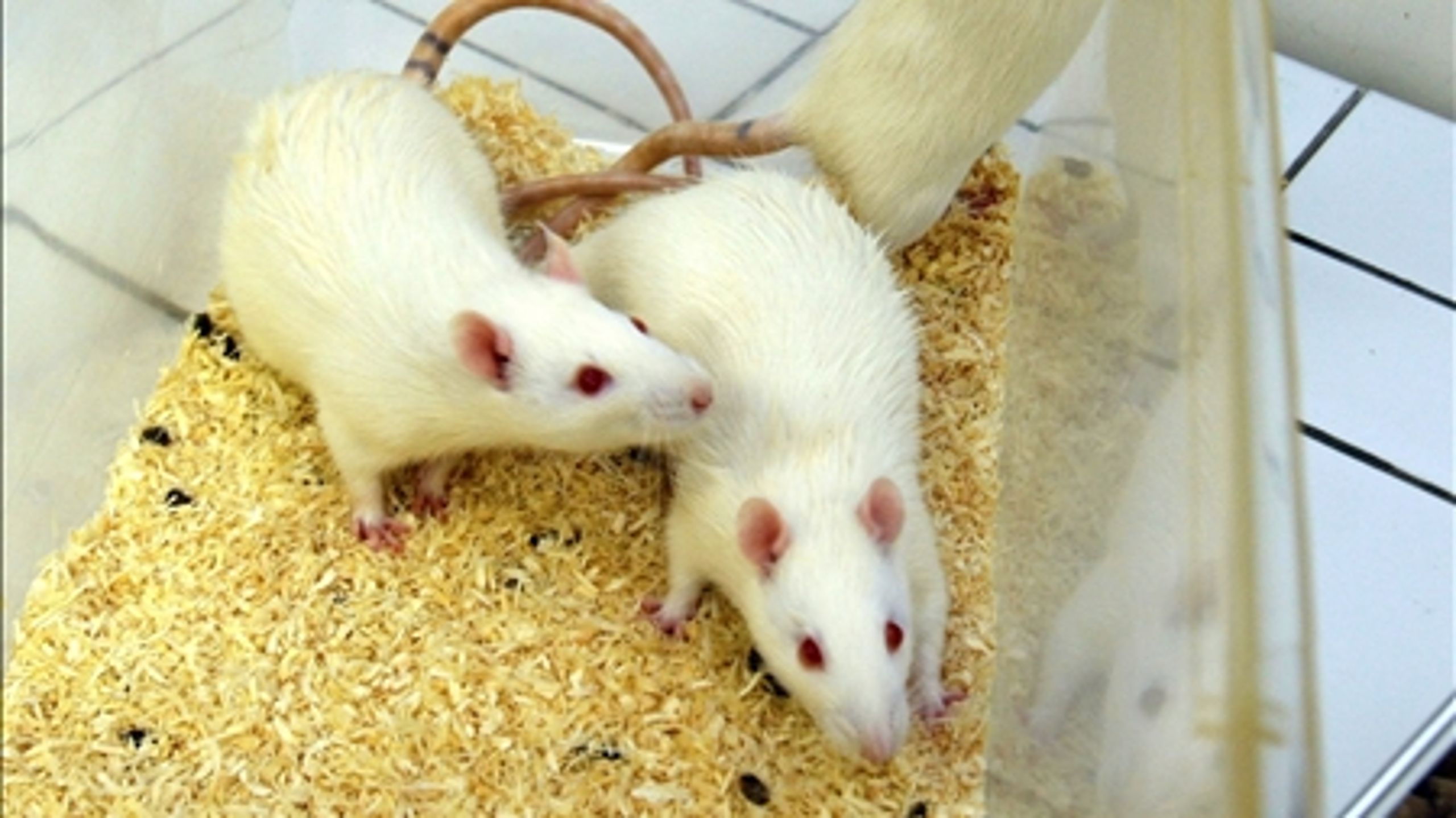Fors&#248;g med rotter p&#229; KU's Nano Science Center har vist, at fodring med nano-partikler kan skade rotternes dna.