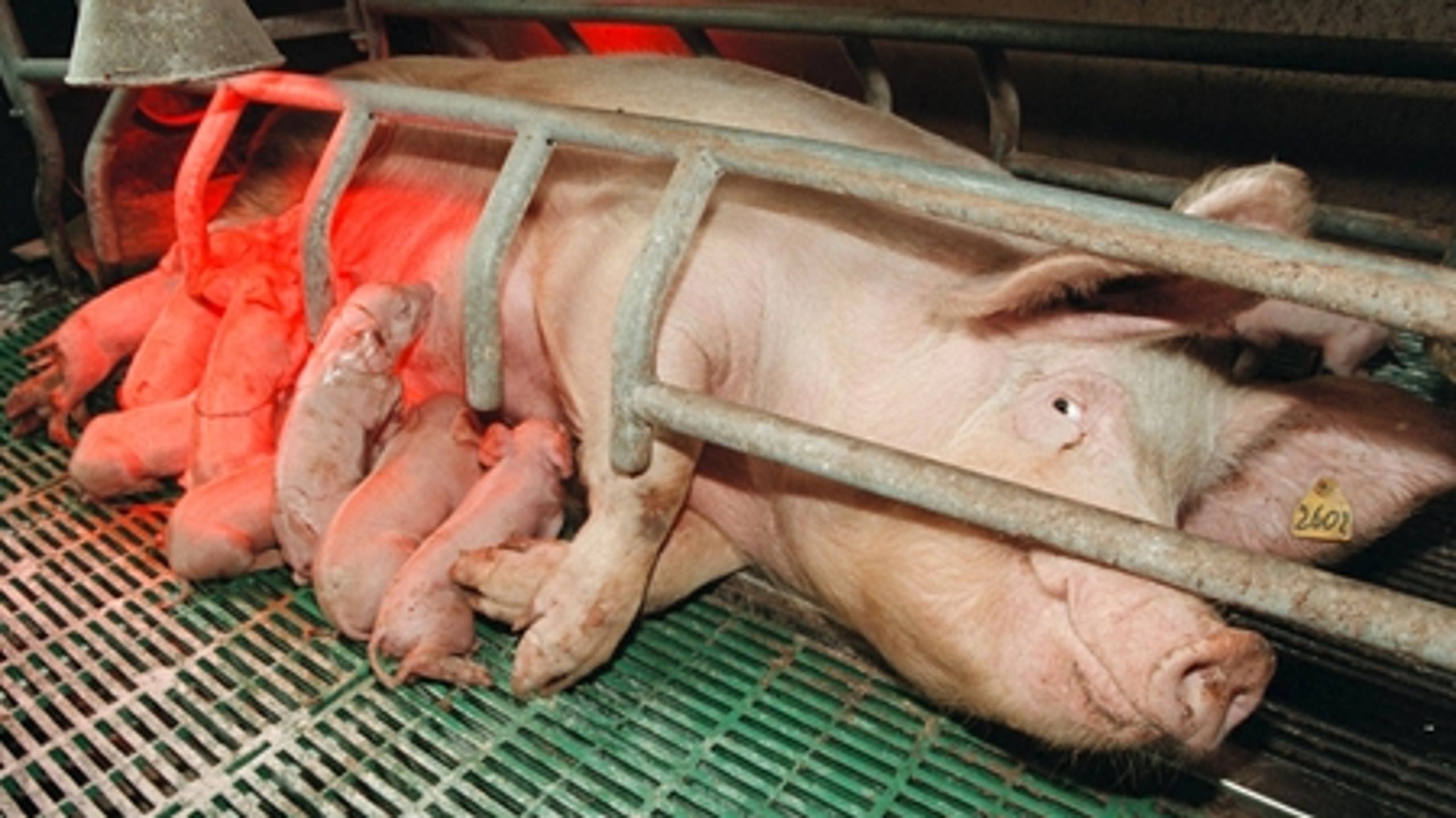 Dansk f&#248;ring i svineproduktion er hoved&#229;rsag til EU-rekord i nedgang i indtjeningen i 2008.