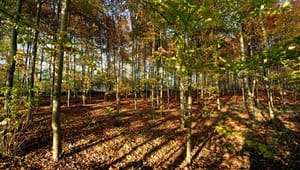 Skovforening sætter skub i skovudvalg