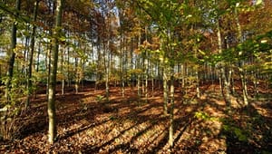 Svag klima-aftale kan blive en fordel for skovene 