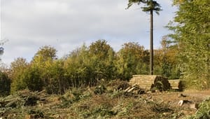Avis: Tæt på klimaaftale for skovene