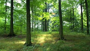 Ellemann vil nedsætte skov-udvalg i foråret