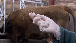 Fortsat stigning i antibiotika til dyr