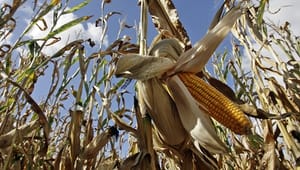 Konventionelle landmænd fravælger GMO 