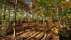 Skovforeninger: Regeringen slækker på skovmål