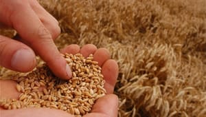 DF vil sikre globaliserings-penge til jordbrugsforskning