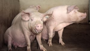 Høegh undskylder fejlregistrering af svinevold