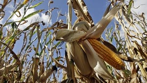 Erhvervslivet advarer mod GMO-nationalisering