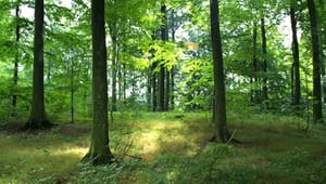 Skovudvalg: Øget adgang skal være frivillig