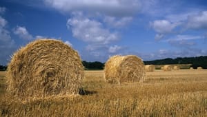 Rapport: Miljøregler ikke landbrugets værste fjende