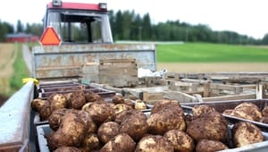 Kartoffelavlere får hjælp til pesticid-afgift