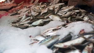 EU nærmer sig forbud mod overfiskeri