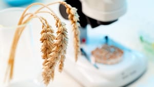 Regeringens GMO-kurs møder kritik og undren