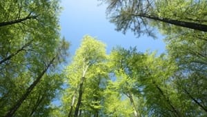 Grønne afviser salg af skov til naturfond