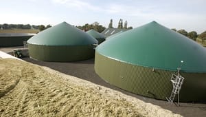 Biogasanlæg dropper roer og majs 