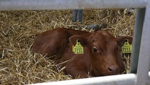 Landbruget vil beholde spædkalve i Danmark