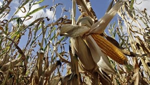 EU genopliver kontroversielt GMO-forslag