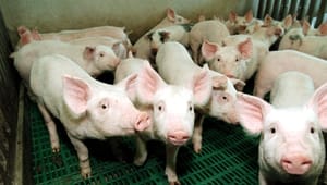 EP-spidser vil styrke indsats mod haleklip af grise