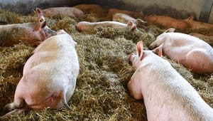 Lægeforeningen roser svineproducenterne