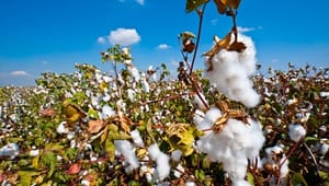 Danmark vil sige nej til GMO-bomuld