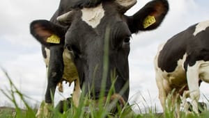 Mælkebønder kan få tre år til at betale millionafgifter