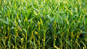 Flertal af EU-lande siger nej til GMO-majs