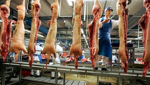 Flest arbejdsulykker på slagterier