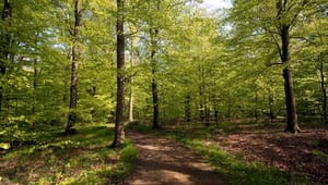 Verdens Skove: Nej tak til pseudopark i Nordsjælland