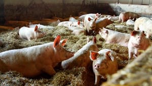 Forbruget af antibiotika til svin falder