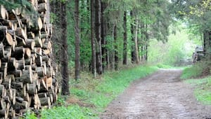 DIF & Friluftsrådet: Foreninger risikerer at miste skov-adgang