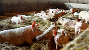 Fødevarestyrelsen om aktindsigt: Et foderfirma har givet forkerte tal