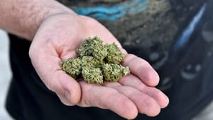 Læger får lov til at ordinere medicinsk cannabis