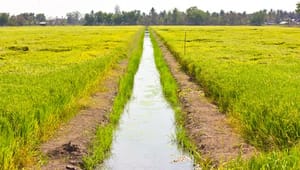 Landboforening: Vandløbene skal virke i mere end én forstand