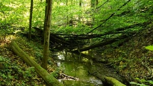 Verdens Skove: Start den vilde natur på statens arealer