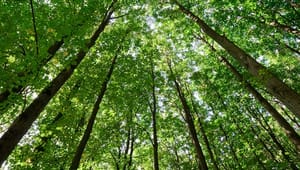Styrelse: Livstræ-projekt giver ikke grønt lys til at fælde Danmarks ældste træer