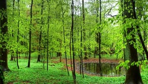 Skovforeningen frygter ny skattelov: Bremser urørt skov