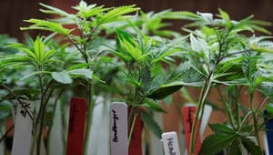 Danske landmænd får lov til at dyrke cannabis