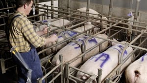 Dyrenes Beskyttelse: Dansk svineproduktion skal sige nej til burgrise