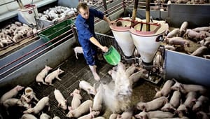 Svineproducenter: Hvornår begynder Dyrenes Beskyttelse at beskytte grisene?