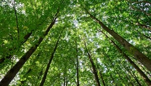 Dansk Energi ærgrer sig over aflysning af kortlægning af privat skov